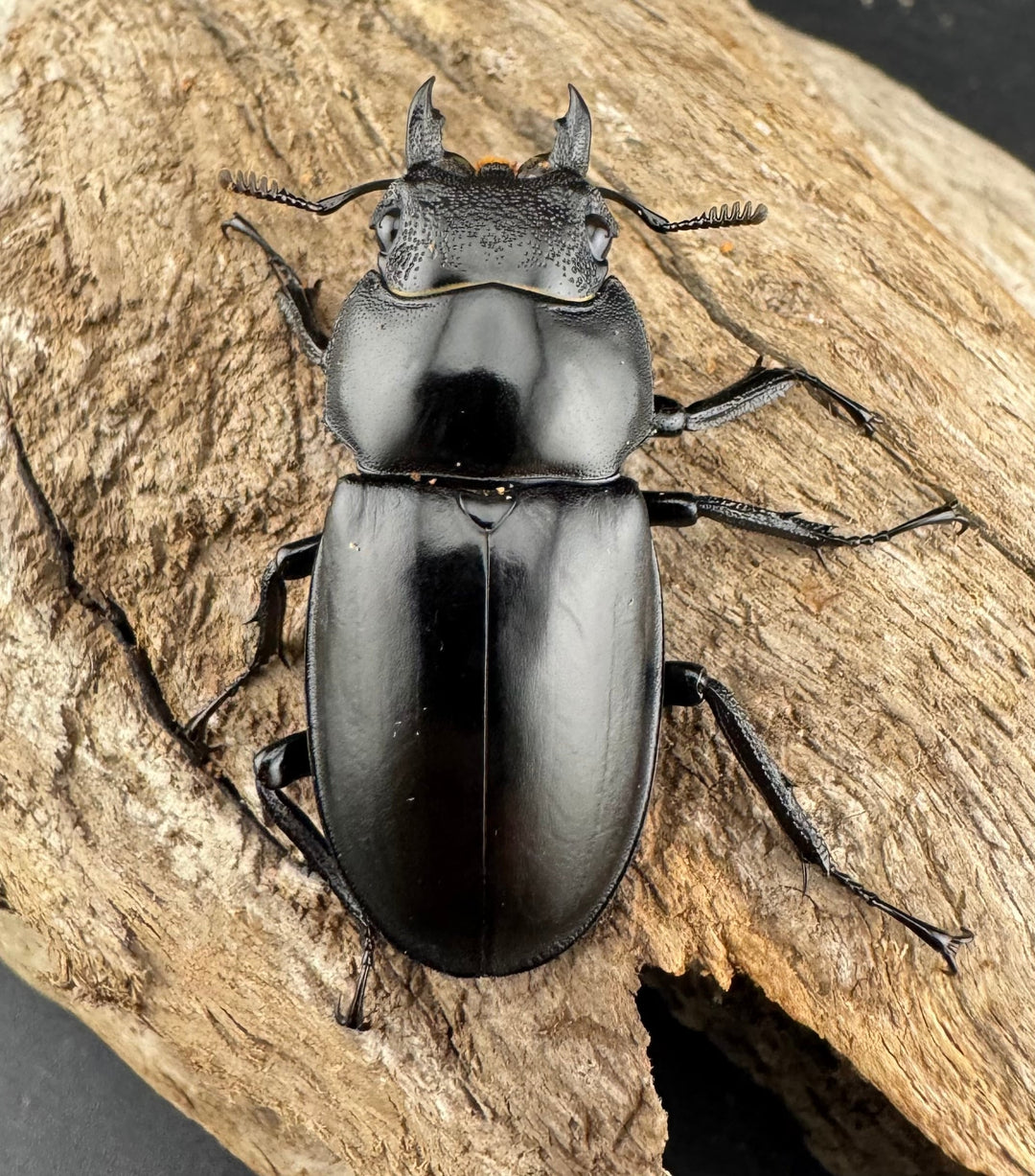 【WD】《ツカモトフタマタ 75mm ペア》