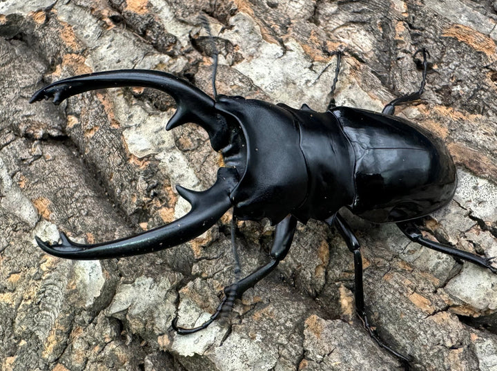 【WD】《インターメディアツヤクワガタ 87mm ペア》