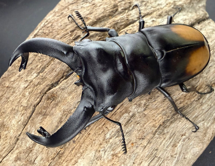 【WD】《パリーフタマタ亜種ディロレイ 75.5mm ペア》