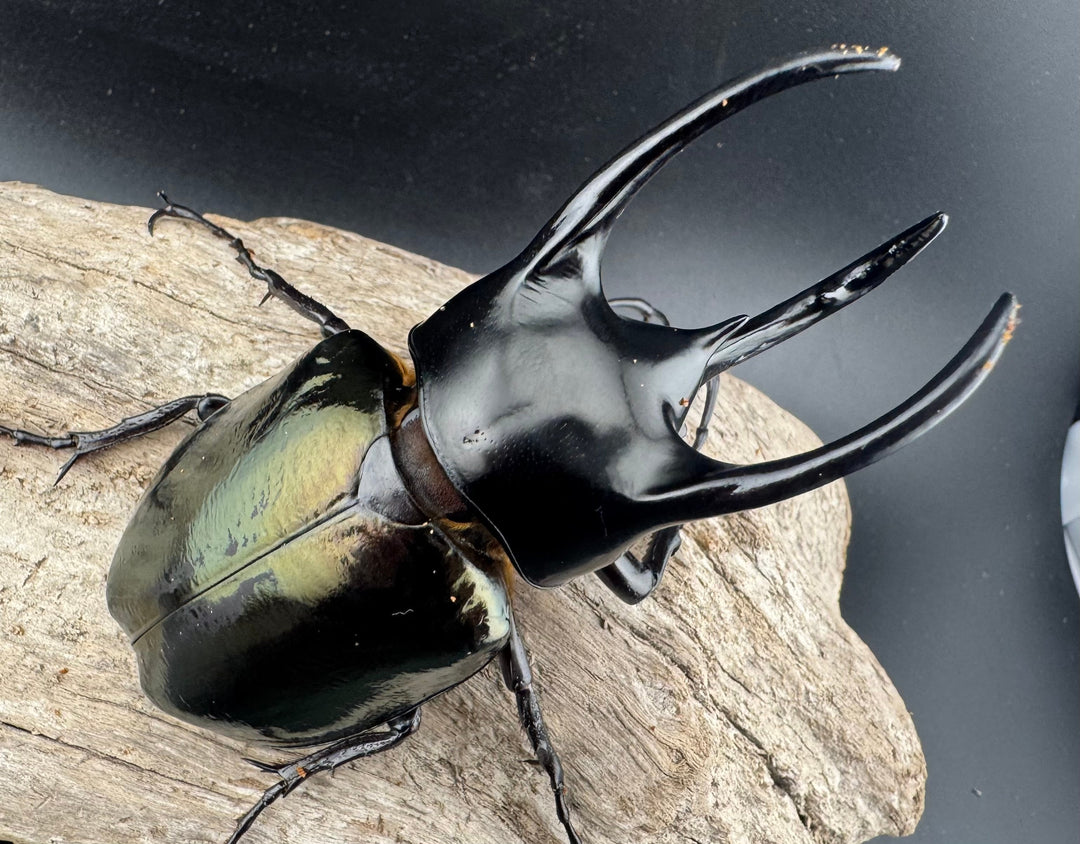 【WD】《スマトラコーカサスオオカブト 90mm ペア》