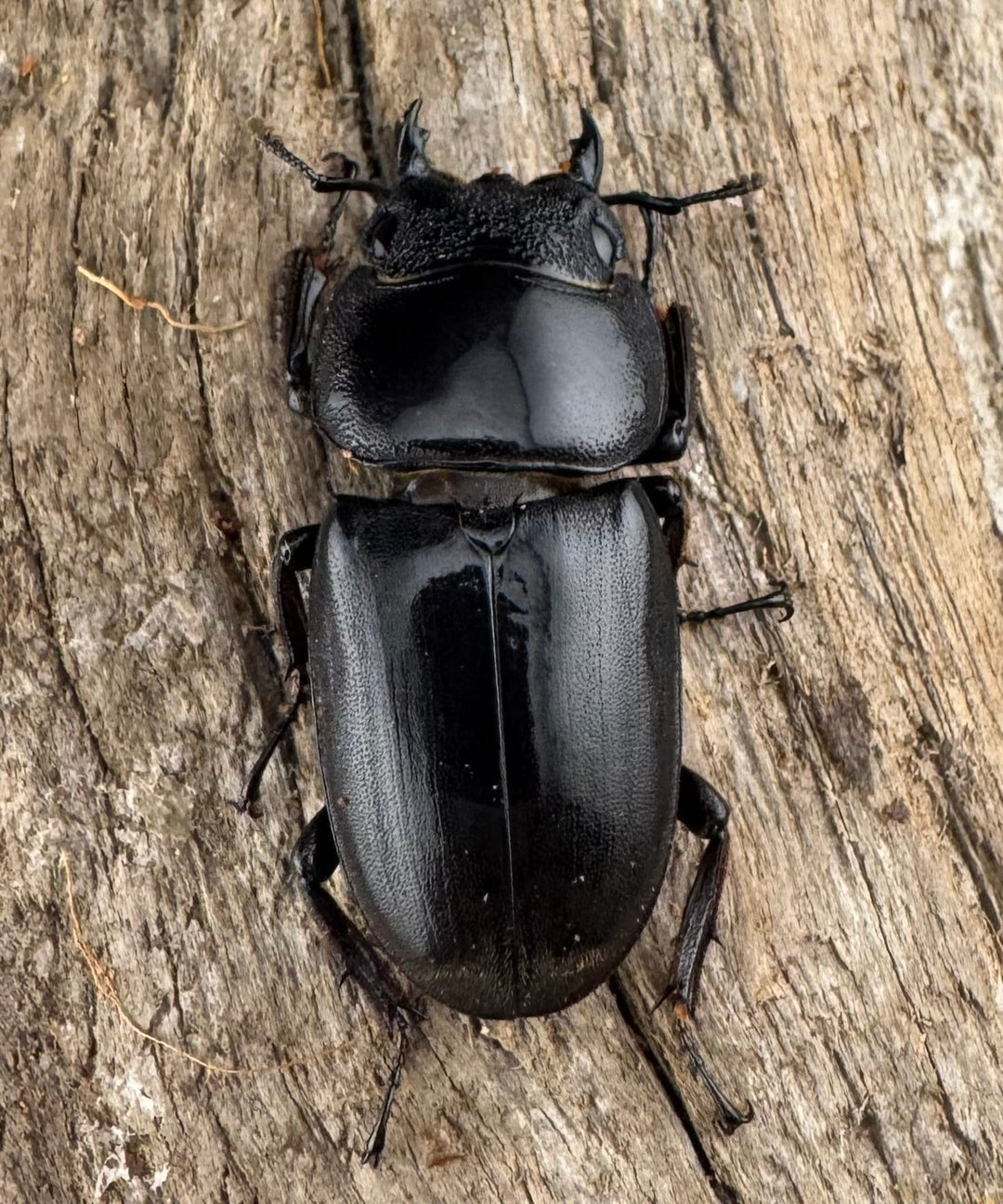 【WD】《スラウェシオオヒラタ 南スラウェシ産 83mm ペア》