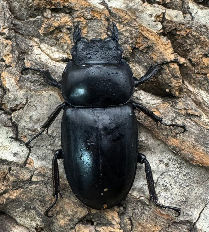 《インドアンタエウス タイガーヒル産 70mm ペア》