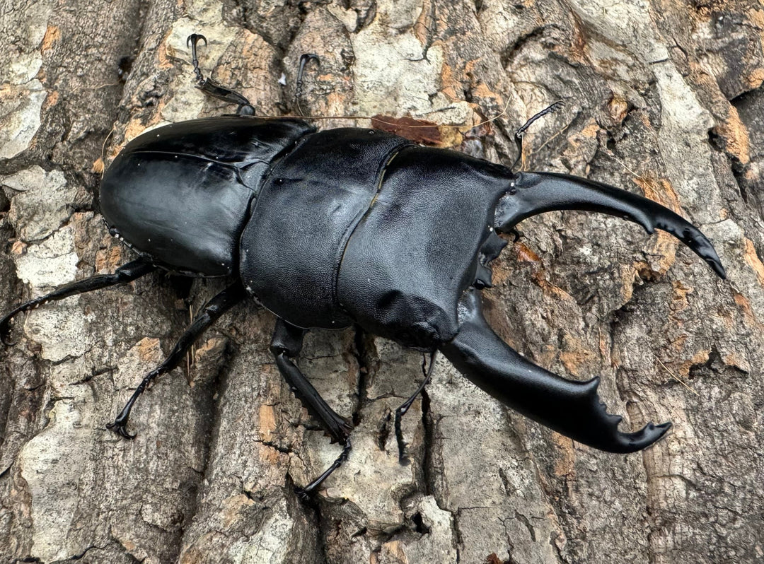 【WD】大型《北カマリネスヒラタ 90mm ペア》