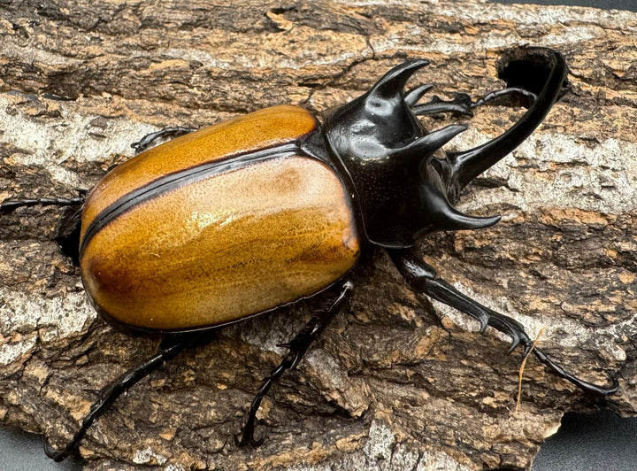 【WD】《ゴホンツノカブト原名亜種 72mm A’品ペア》