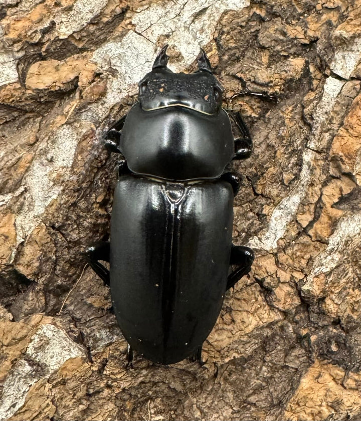 【WD】《ブラナウンコクワ 貢山産 61mm ペア》