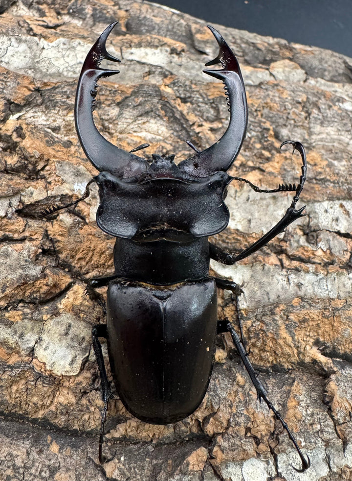 《アクベシアヌスミヤマ 80mm ペア》