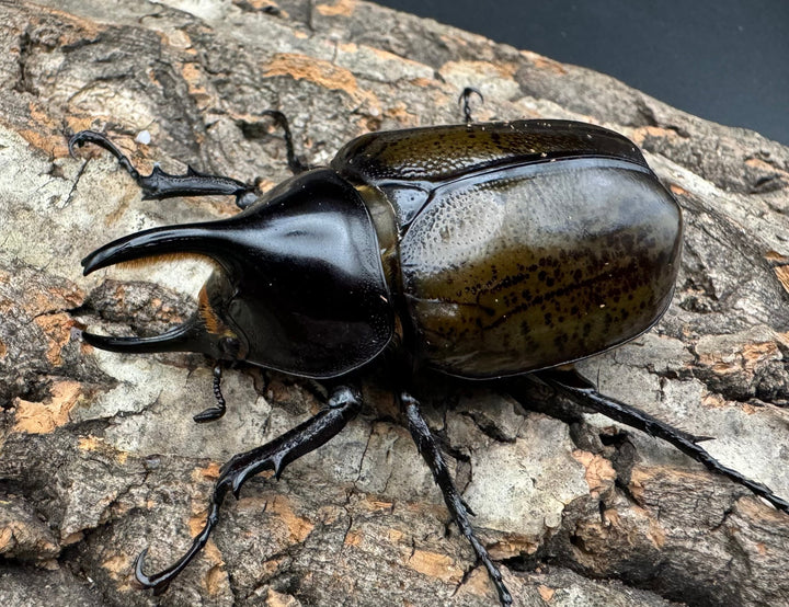 【WF2】《モロンオオカブト 63mm ペア》