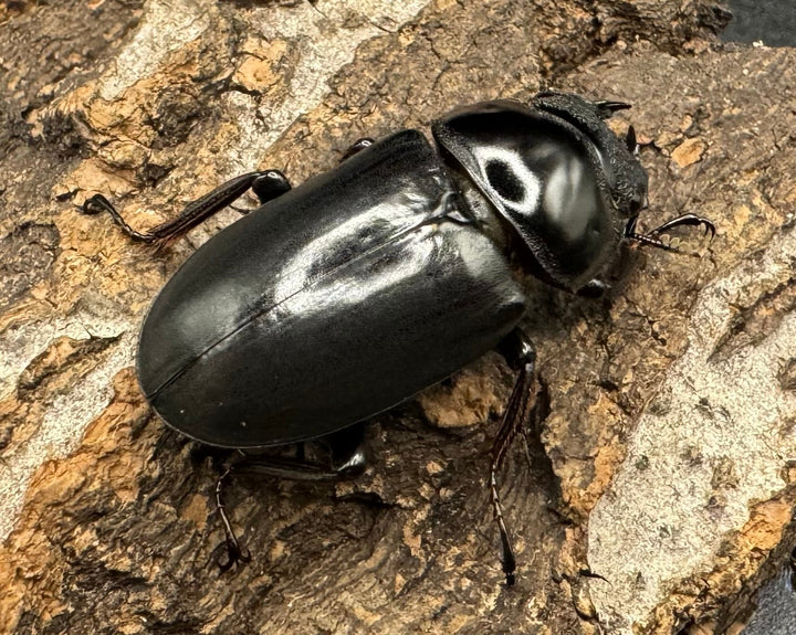 《ドンキエルコクワ亜種ハンプイ（黒ドンキ） 34ｍｍ ♀単》