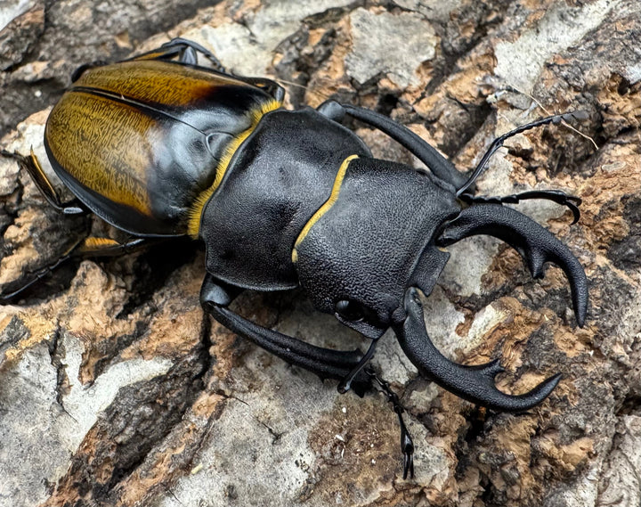 【WD】《キプルツヤクワガタ 58mm ペア》