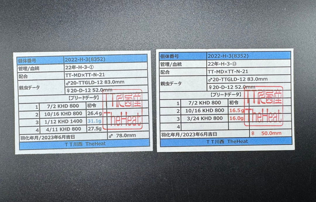 《オオクワガタ 川西血統 78mm ペア》ヒート氏ブリード個体