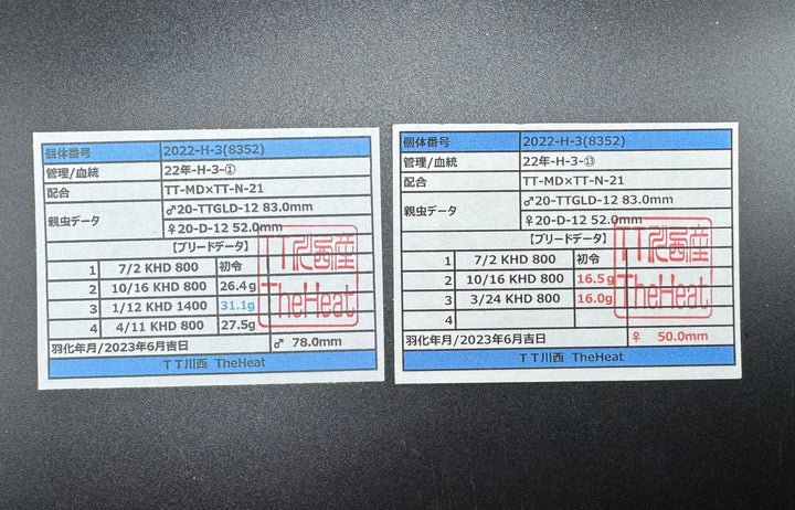 《オオクワガタ 川西血統 78mm ペア》ヒート氏ブリード個体