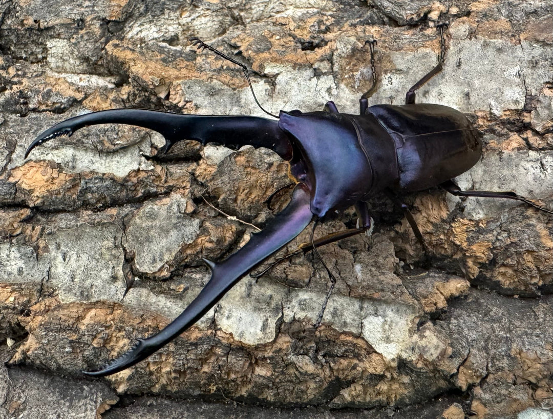 【美麗】《メタリフェルホソアカ 76mm ペア》わたくわ氏ブリード個体