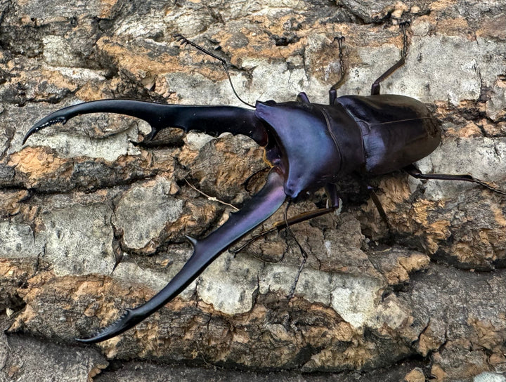 【美麗】《メタリフェルホソアカ 76mm ペア》わたくわ氏ブリード個体