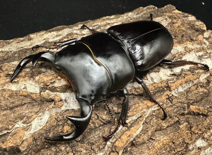 《インドグランディス亜種moriyai Garda95.0血統 81mm ペア》Soul氏ブリード個体