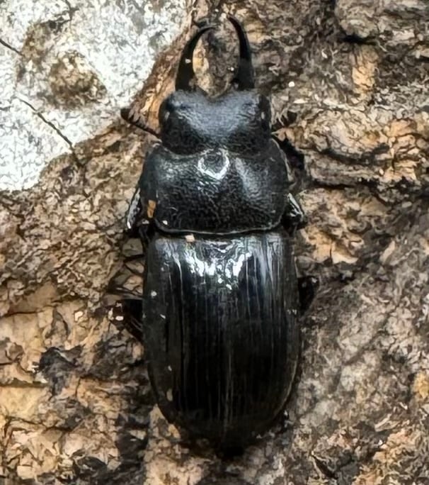 【WD】《ラムリーネブト Free ペア》