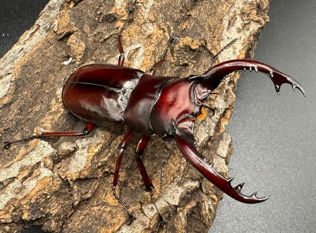 《フォルスターフタマタ亜種ニシ 紅系累代 72mm ペア》inohiro109氏ブリード個体