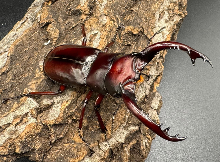 《フォルスターフタマタ亜種ニシ 紅系累代 72mm ペア》inohiro109氏ブリード個体