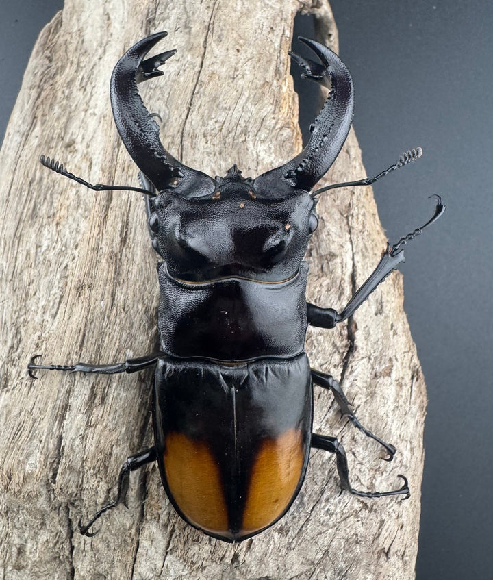 【WD】《セアカフタマタ（パリーフタマタ） 84mm ♂単》