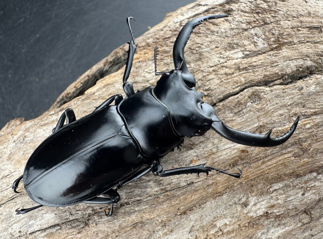 【WD】《ウエストウッディ亜種カズミアエ 雲南省産 62mm ペア》