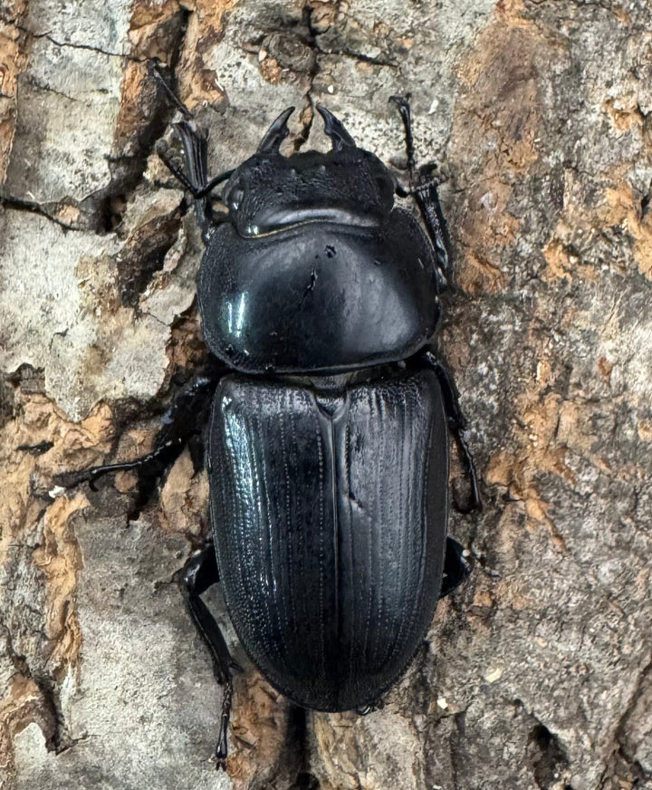 【WD】《ホペイオオクワガタ 33mm ♀単》