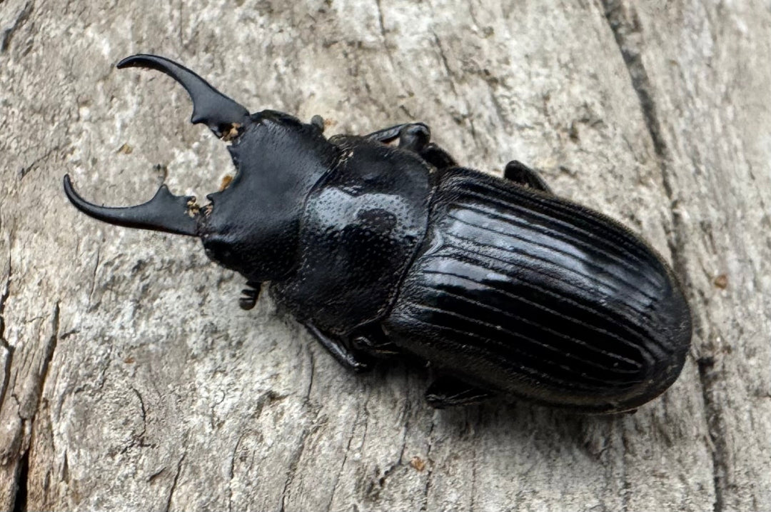 【WD】《ラムリーネブトクワガタ 19mm ペア》