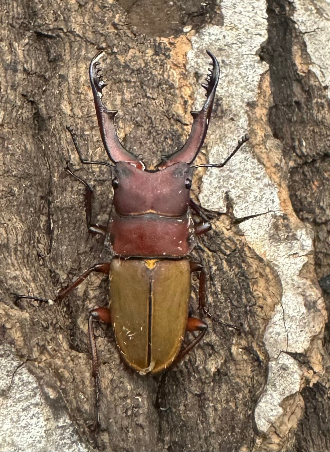 《ブルメイスターホソクワ ペア》