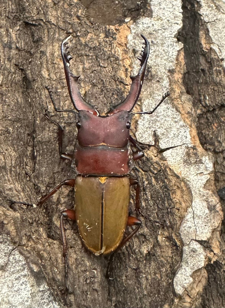 《ブルメイスターホソクワ ペア》