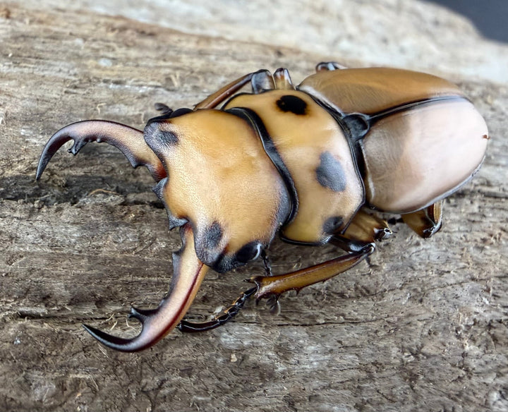 【WF1】《メリーメンガタクワガタ 37.5mm ペア》