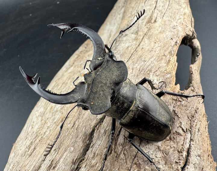 【WD】《ノビリスミヤマ 61mm ペア》