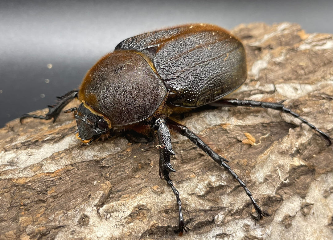 即ブリ《ヘラクレス・ヘラクレス 158mm ペア》