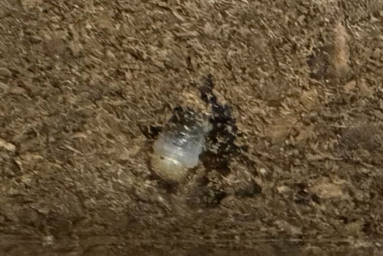 ラスト1セット【WF2】《メタドルクス ロトゥンダトゥス 幼虫3頭セット》