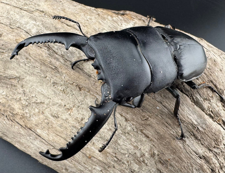 【WD】ロングホーン《パラワンオオヒラタ 84mm ペア》