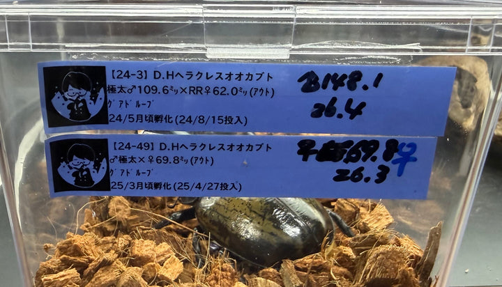《ヘラクレス・ヘラクレス 148mm ペア》クワカブの部屋三森氏ブリード個体