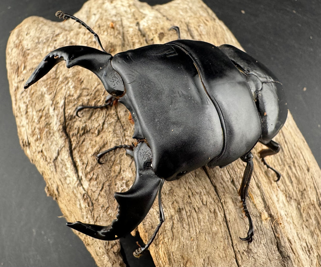 【WD】《ダイオウヒラタ 東ジャワ産 85mm ペア》