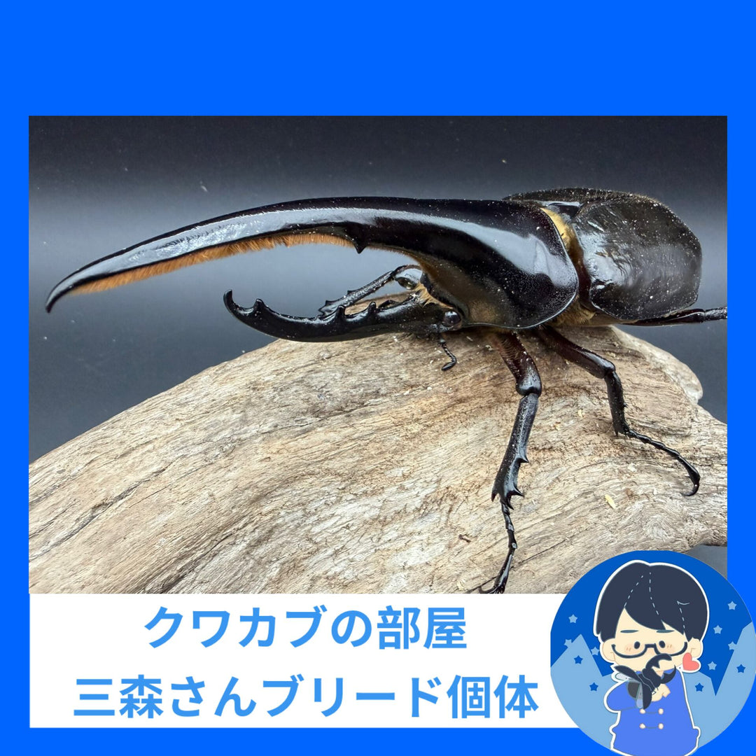 《ヘラクレス・ヘラクレス 149mm ペア》クワカブの部屋三森氏ブリード個体