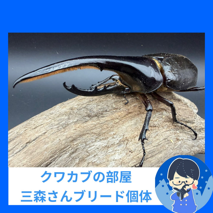 《ヘラクレス・ヘラクレス 149mm ペア》クワカブの部屋三森氏ブリード個体