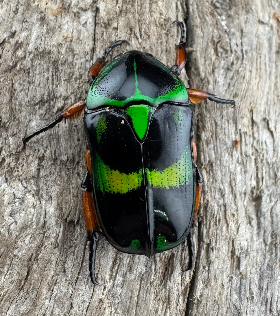 【WD】《マックレーツヤカナブン パラワン産  ペア》