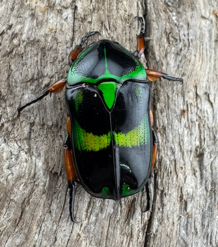 【WD】《マックレーツヤカナブン パラワン産  ペア》