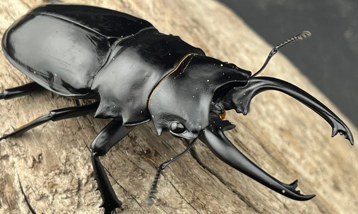 【WD】《ダールマンツヤクワガタ亜種celebensis 82.5mm ペア》