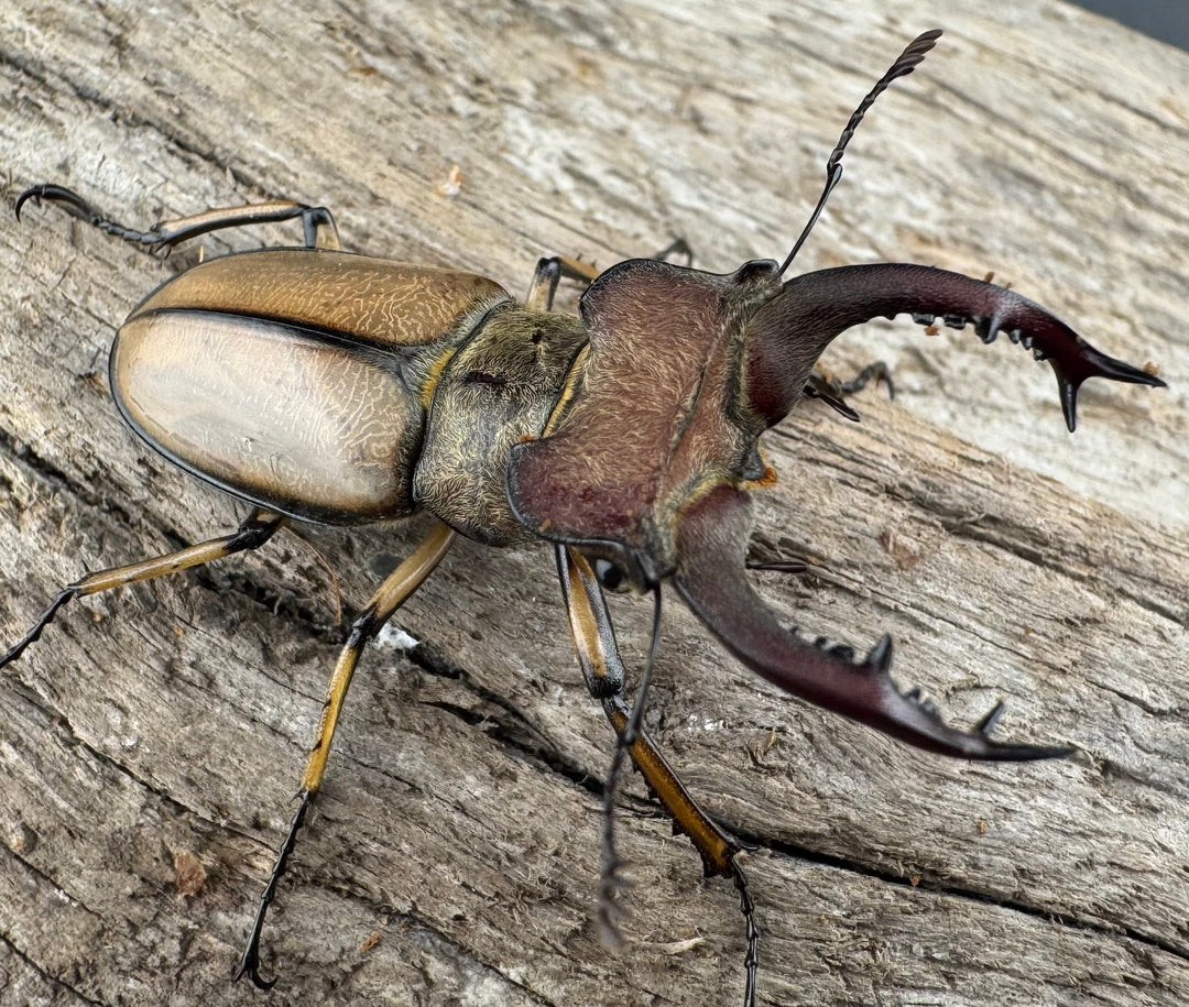 【WD】《デラバイミヤマクワガタ 41mm ペア》