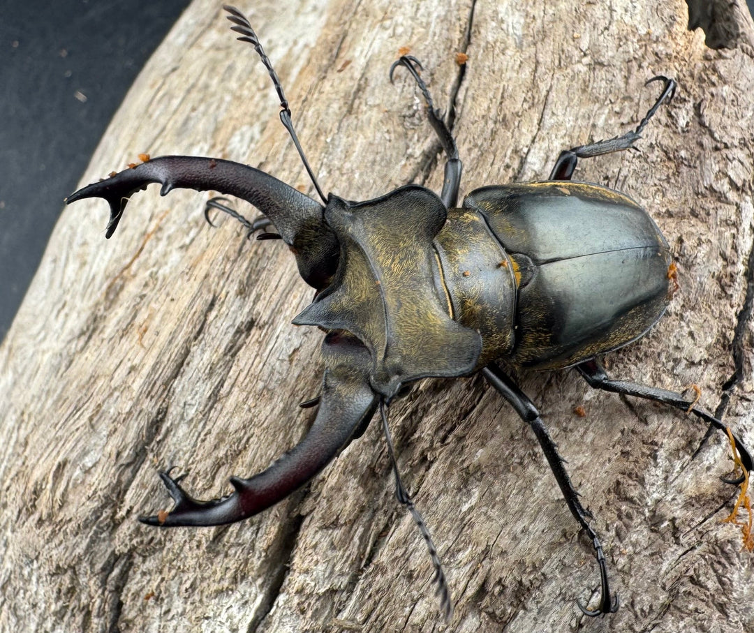 【WD】《セリケウスミヤマ原名亜種 55mm ペア》