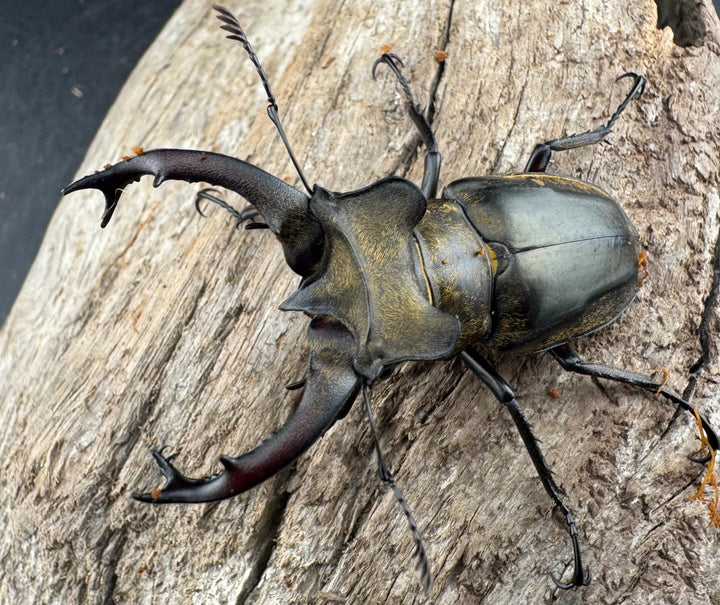 【WD】《セリケウスミヤマ原名亜種 55mm ペア》