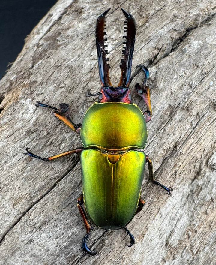 【WD】《パプアキンイロクワガタ アルファック産 41mm ペア》