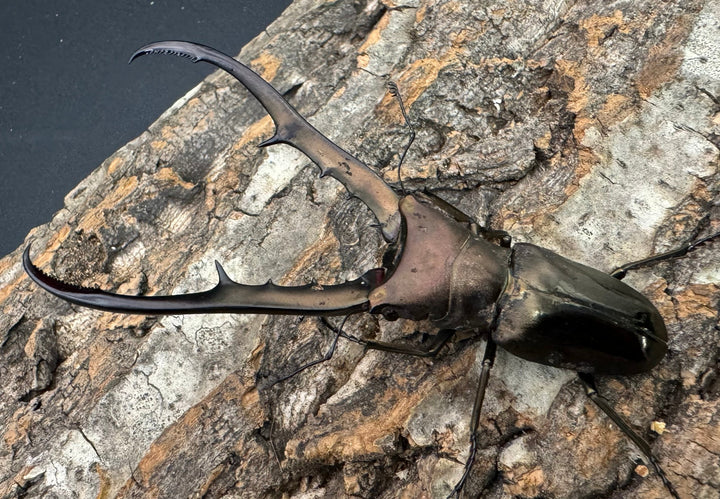 【WD】《メタリフェルホソアカ 85mm ペア》