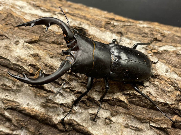 【WD】《アマミノコギリ 70mm ペア》