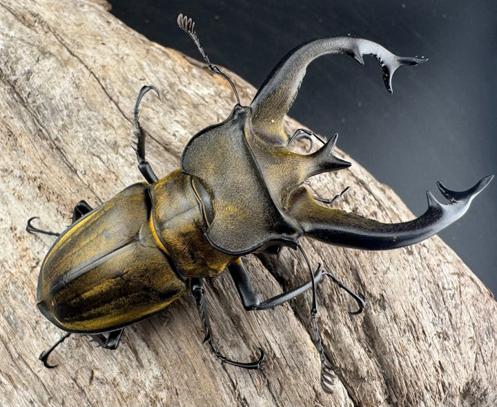 【WD】《フルキフェルミヤマ 75.5mm ペア》