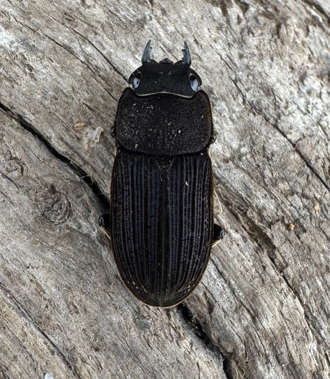 【F0】《ベルティヌスサビクワガタ 貴州省産 Free ペア》①