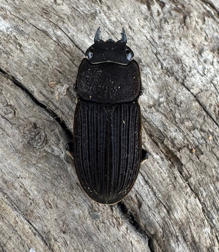 【F0】《ベルティヌスサビクワガタ 貴州省産 Free ペア》①