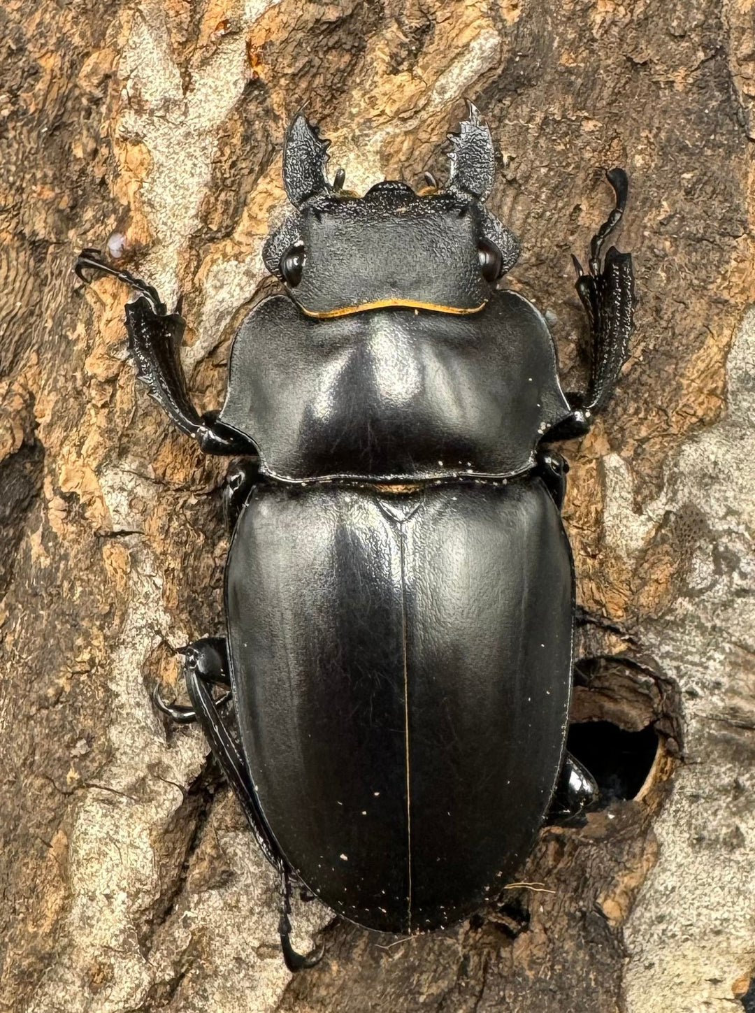 【WD】大型長歯《アルケスツヤクワガタ 89mm ペア》