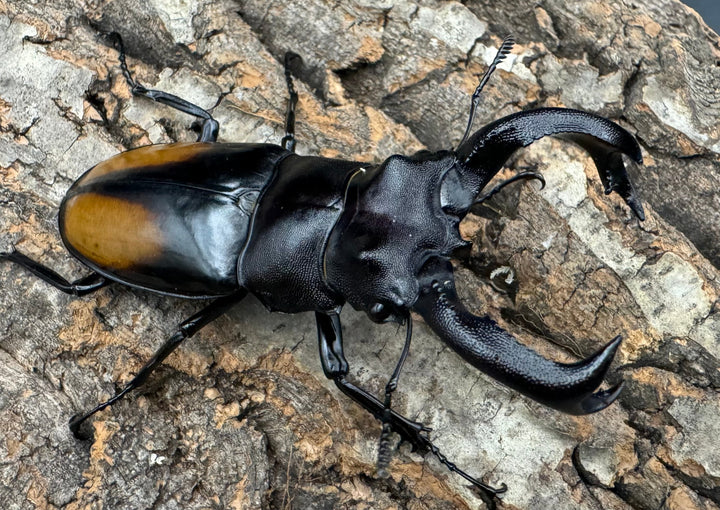 【WD】《セアカフタマタ（パリーフタマタ） 81mm A'品ペア》